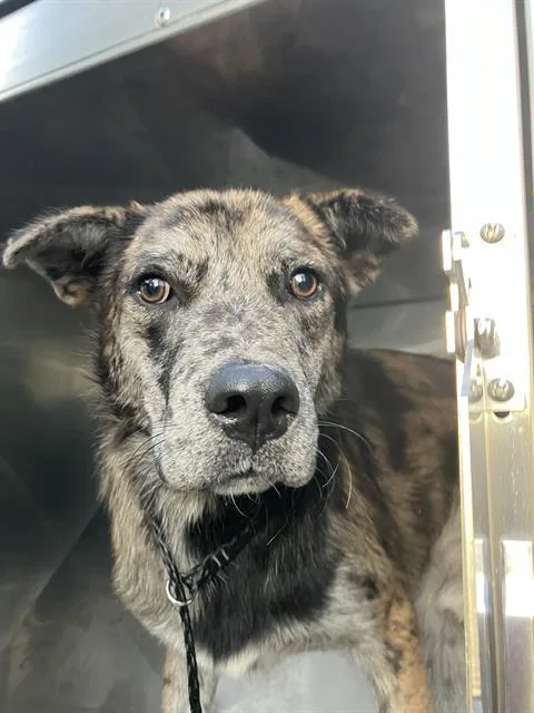 A young large-sized male Mixed Breed dog named Qausar for adoption in Dallas, TX
