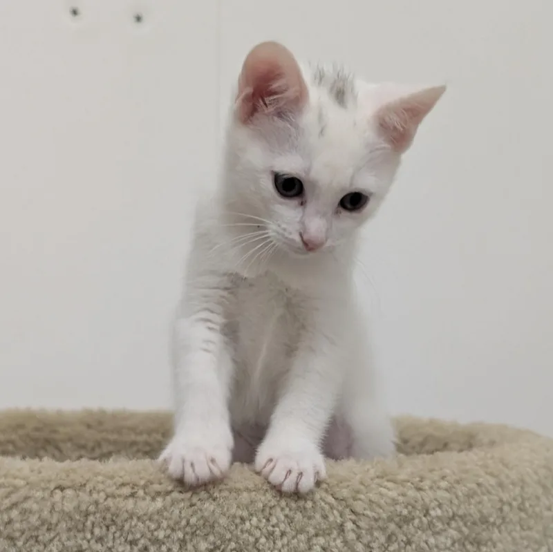 A baby medium-sized female Buff & White Domestic Short Hair cat named Storm for adoption in St. Augustine, FL