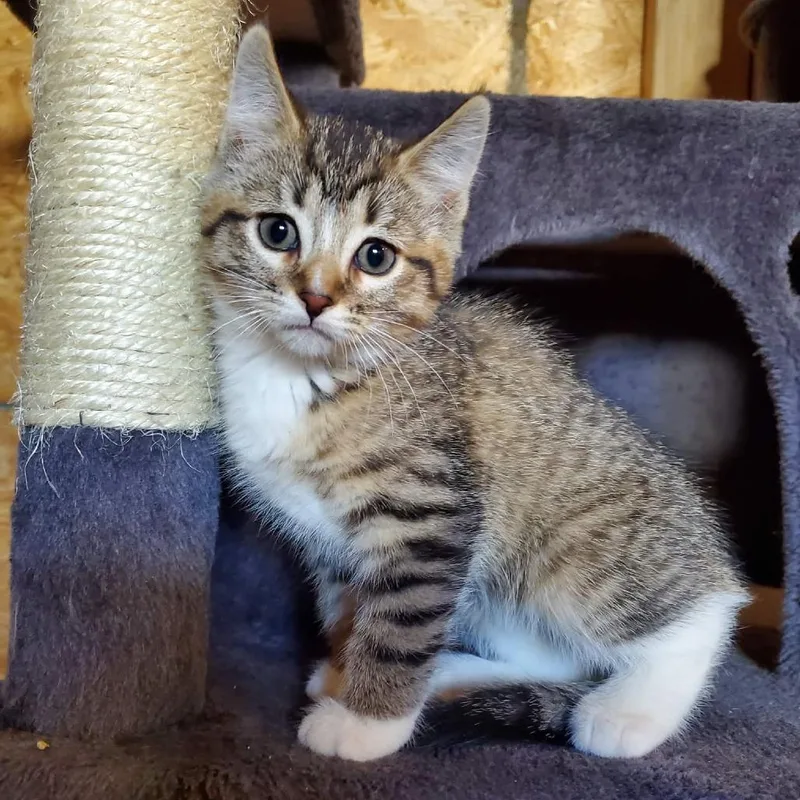 A baby small-sized female Brown / Chocolate Domestic Short Hair cat named Zelda Birchett for adoption in Eagle Mountain, UT