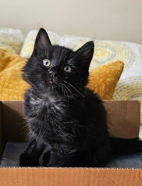A baby small-sized male Domestic Short Hair cat named Skipper for adoption in Clinton Township, MI