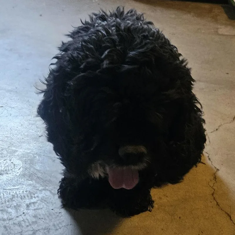 A senior small-sized male Black Cocker Spaniel dog named Sir Charles for adoption in Roanoke, VA