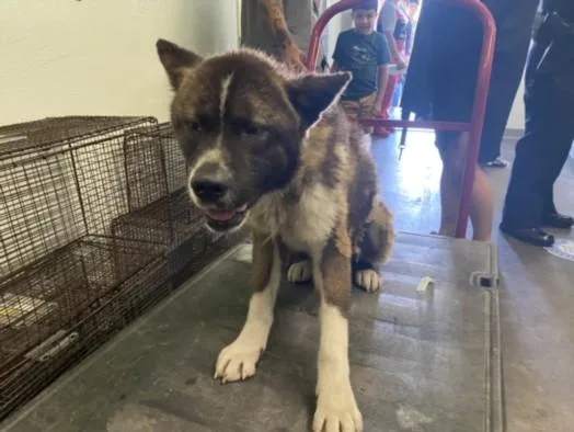 An adult large-sized male Husky dog named Chedder for adoption in Los Angeles, CA