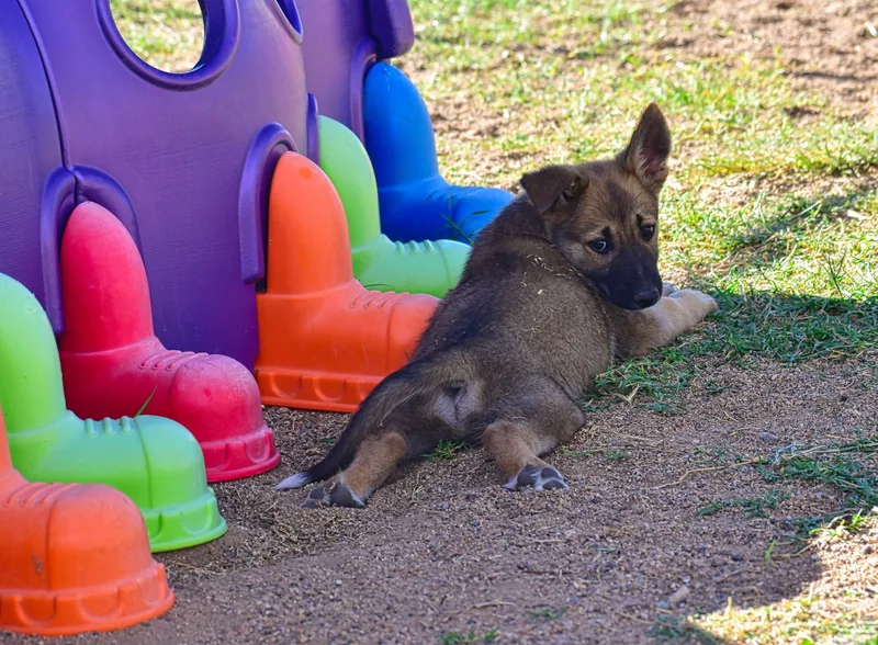 A baby medium-sized male Brown / Chocolate Mixed Breed dog named Hunter for adoption in Mayer, AZ