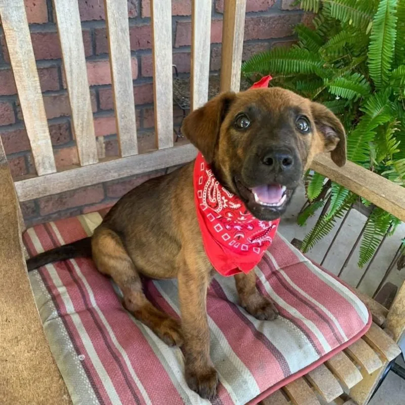 A baby medium-sized female Brown / Chocolate Mixed Breed dog named Iris for adoption in Joliet, IL