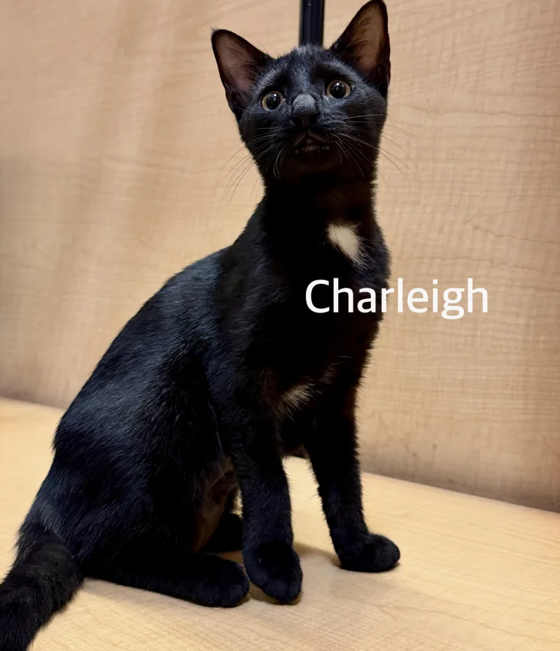 A baby medium-sized female Black Domestic Short Hair cat named Charleigh for adoption in Owasso, OK