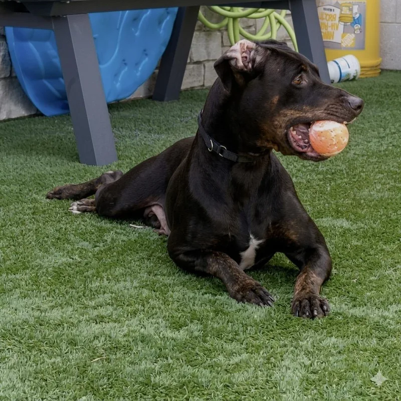 A senior large-sized female Black Doberman Pinscher dog named Zuma for adoption in Matteson, IL