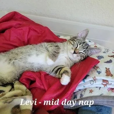 Levi thumbnail 3