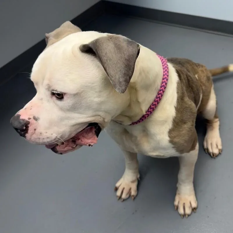 An adult extra large-sized male Pit Bull Terrier dog named Clark for adoption in Roanoke, VA