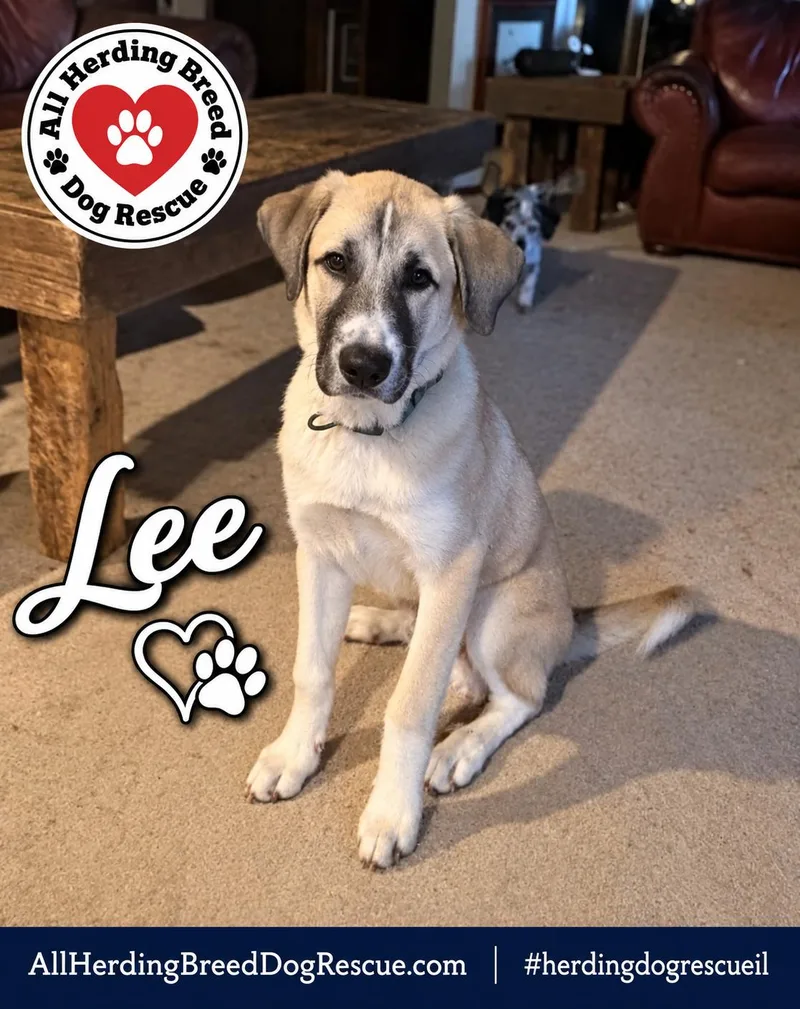Lee
