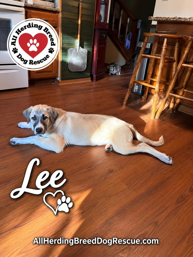Lee thumbnail 3