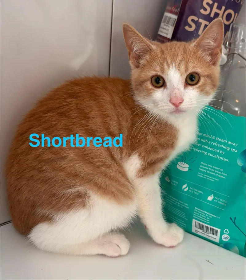 A baby small-sized male Orange & White Domestic Short Hair cat named Shortbread for adoption in Seaford, NY