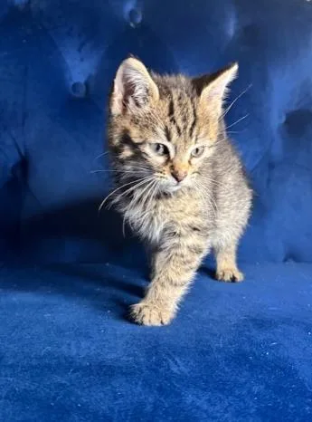 A baby small-sized male Domestic Short Hair cat named Macaroni for adoption in Charlotte, NC