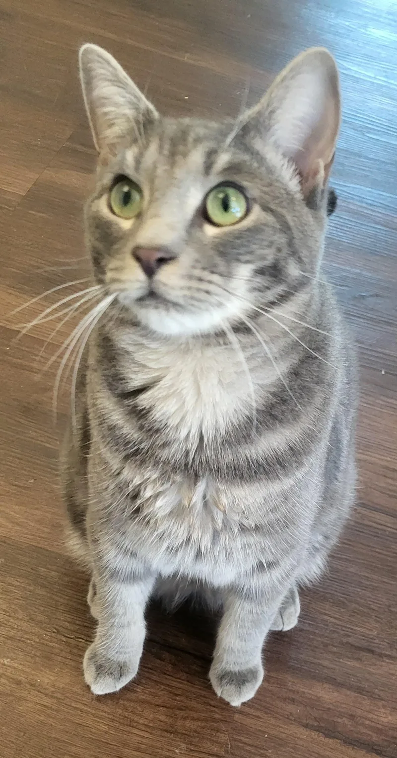 An adult medium-sized male Gray / Blue / Silver American Shorthair cat named Rod and Todd for adoption in Bennington, VT