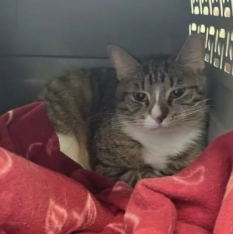 A young large-sized male Domestic Short Hair cat named Sebastian for adoption in Ogdensburg, NY