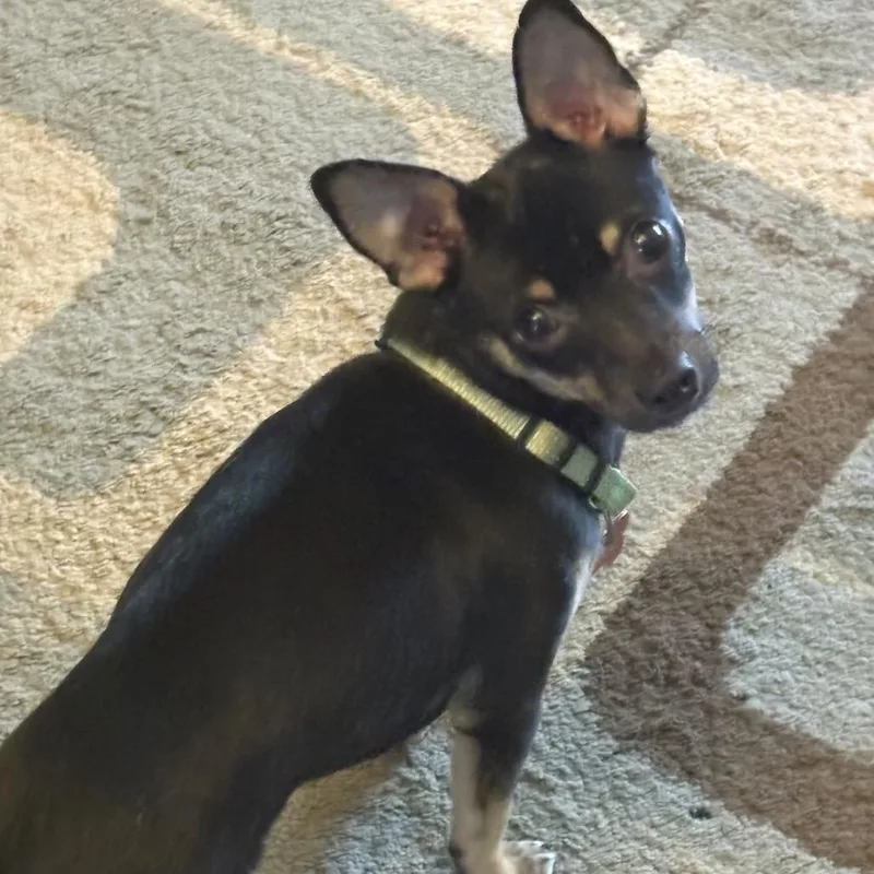 A baby small-sized male Black Chihuahua dog named Bishop for adoption in Hudson, IL