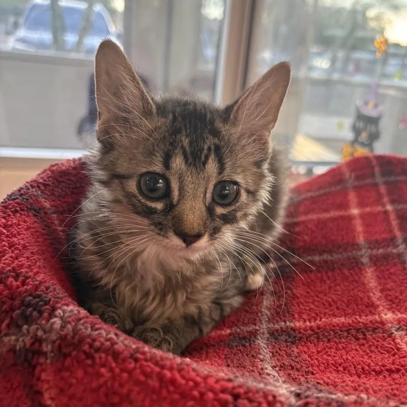 A baby small-sized male Domestic Short Hair cat named Cappuccino for adoption in Phoenix, AZ
