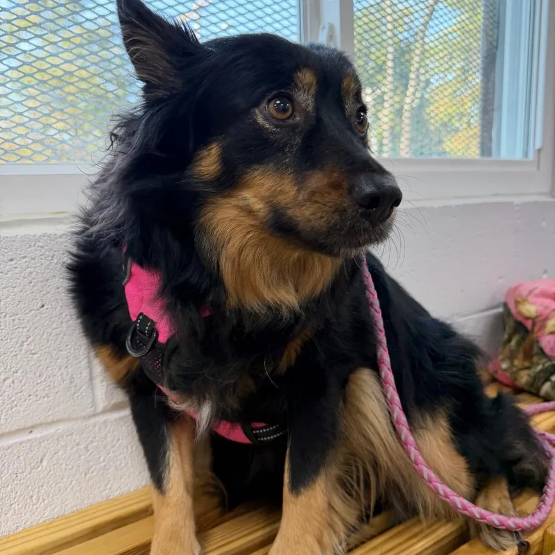 A senior medium-sized female Black Spitz dog named Honey Bun for adoption in Normal, IL