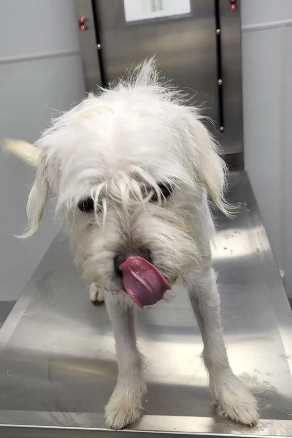 An adult small-sized male Terrier dog named Pen for adoption in Lawrenceville, GA
