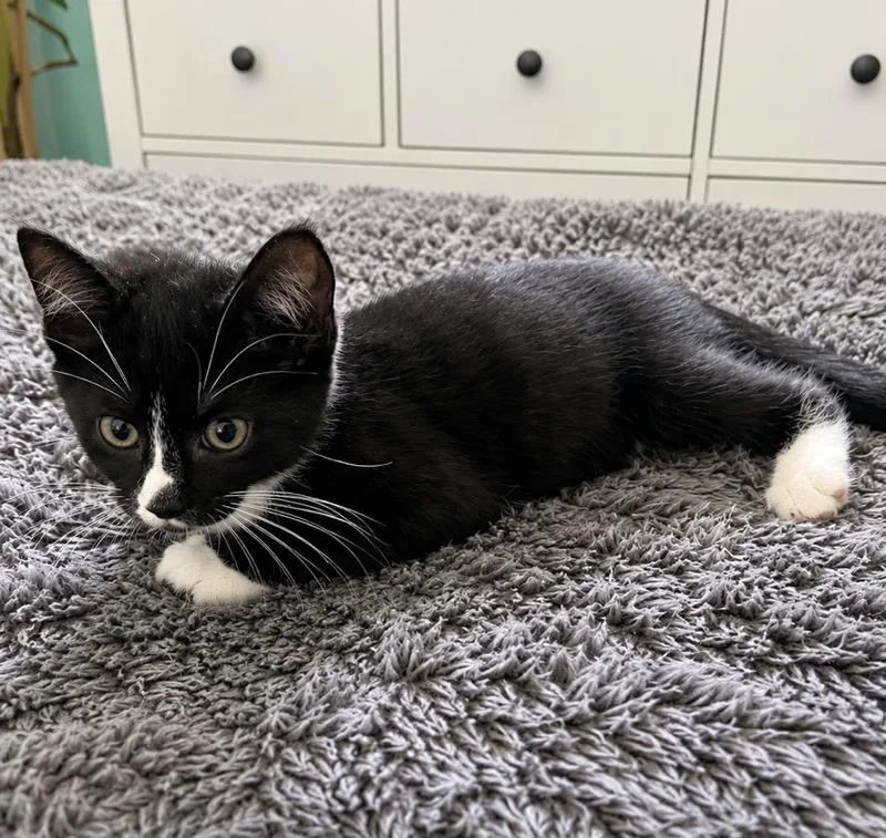 Figaro