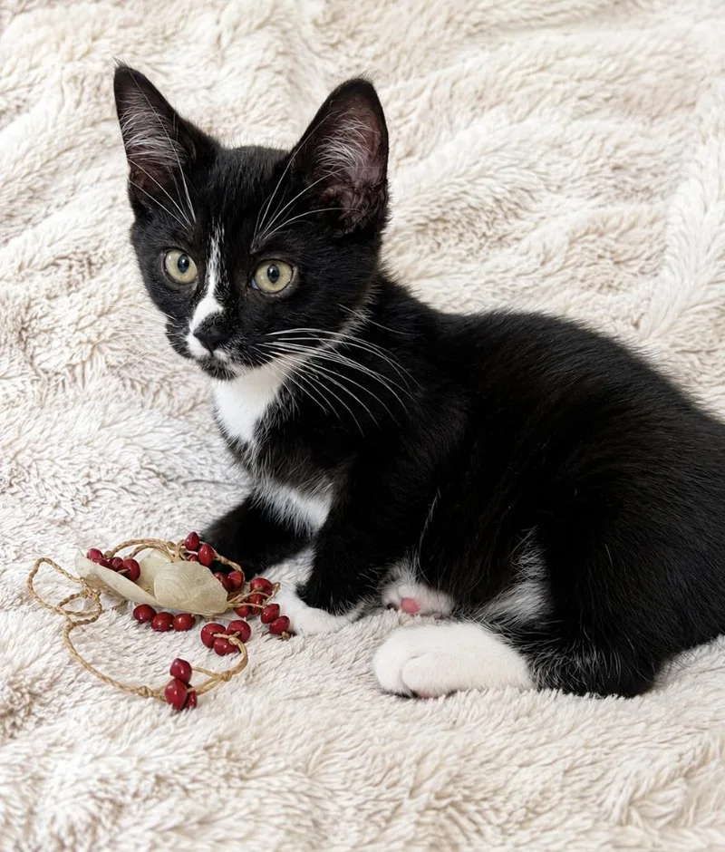 Figaro thumbnail 2