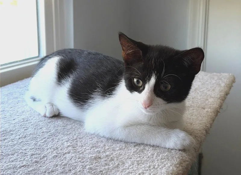 A baby medium-sized male Domestic Short Hair cat named The Van Halen Crew for adoption in Greenville, DE