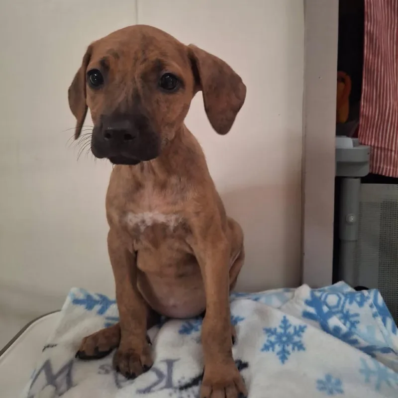 A baby small-sized female Brown / Chocolate Coonhound dog named Dorothy for adoption in Wahiawa, HI