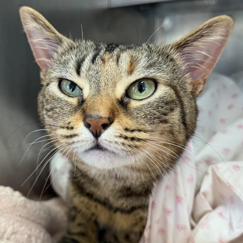 An adult medium-sized female Torbie Domestic Short Hair cat named Leah for adoption in Walden, NY