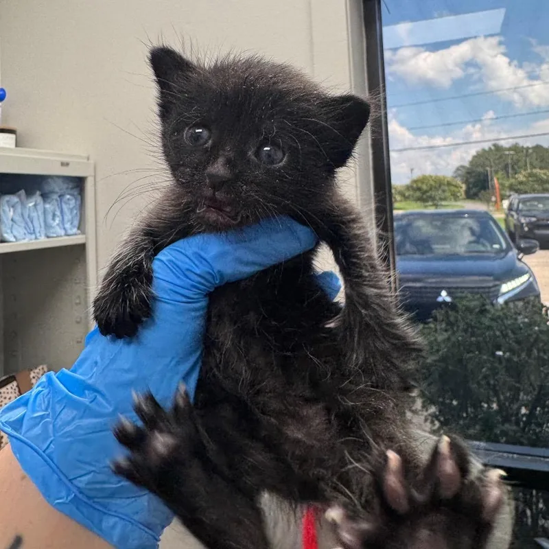 A baby small-sized male Black Domestic Short Hair cat named Sternum for adoption in Columbiana, AL