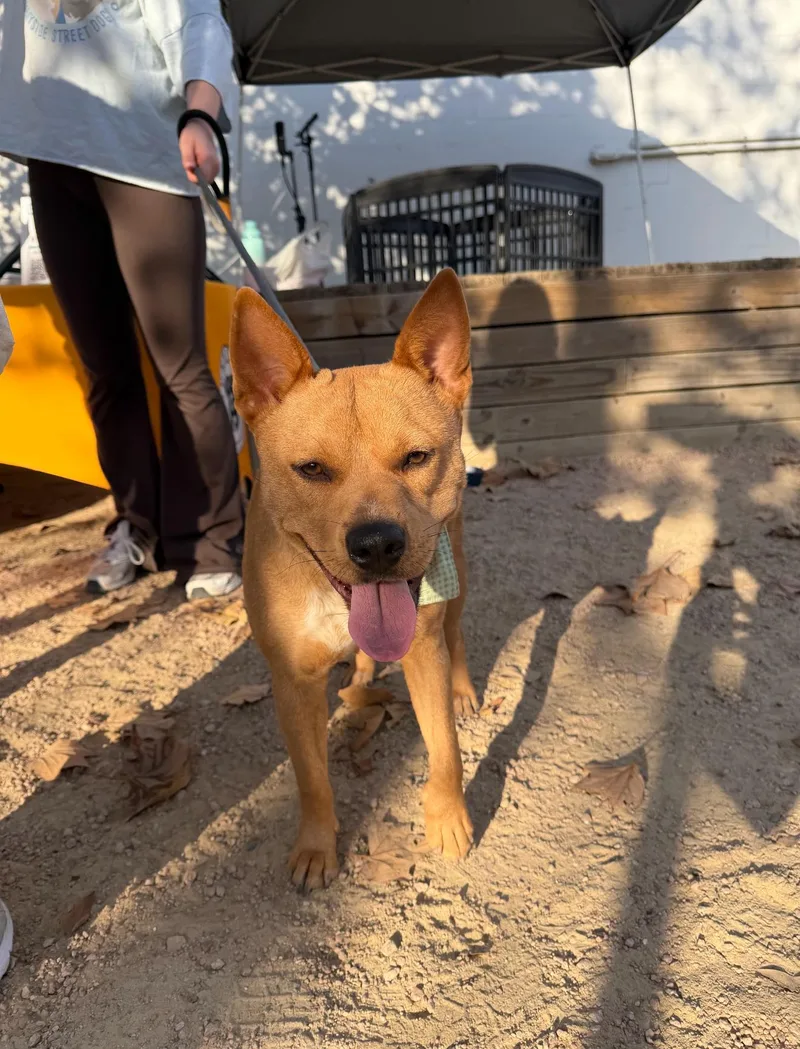 Blanca Marigold thumbnail 3