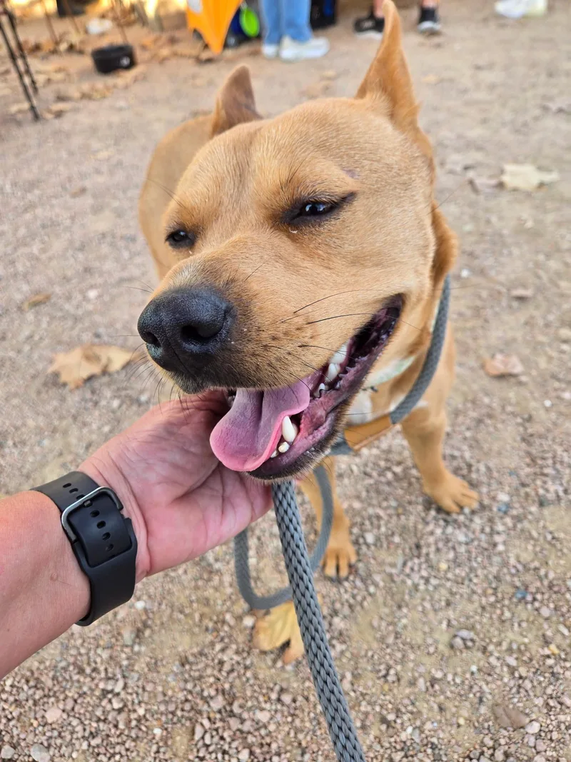 Blanca Marigold thumbnail 4