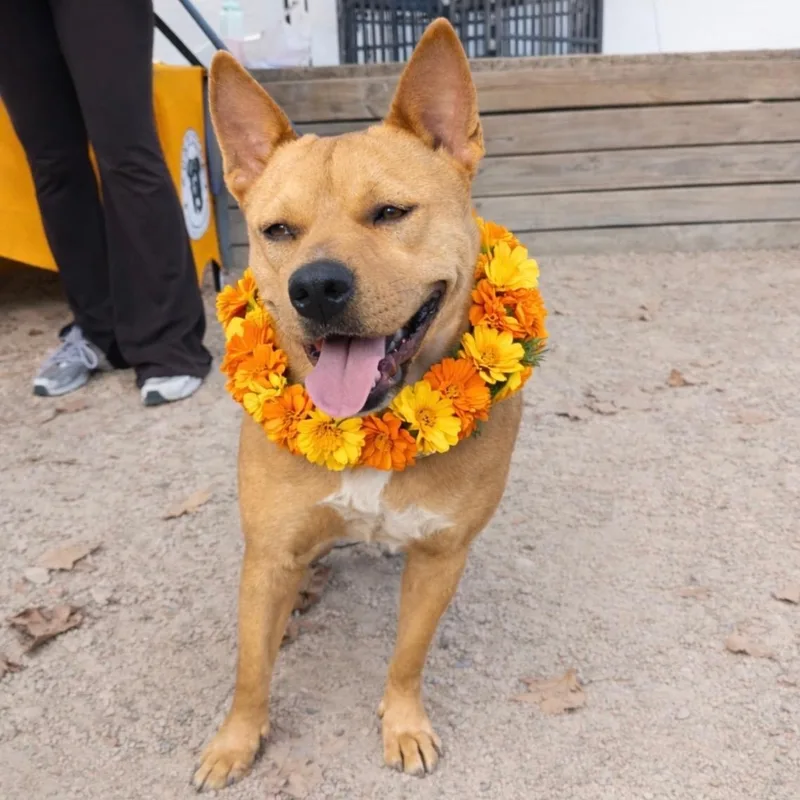 Blanca Marigold thumbnail 5