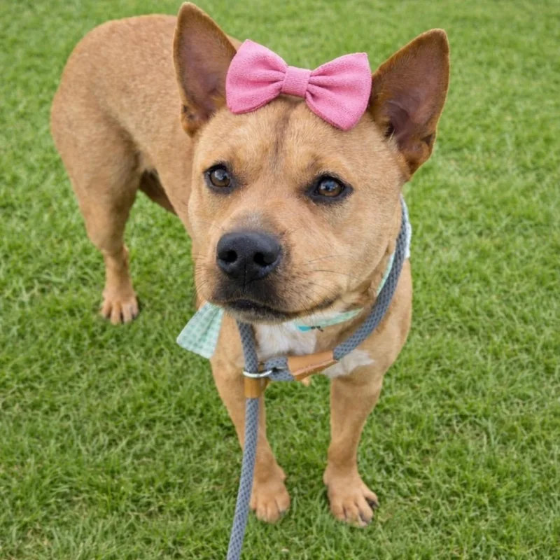 A young medium-sized female Golden Carolina Dog dog named Blanca Marigold for adoption in Houston, TX