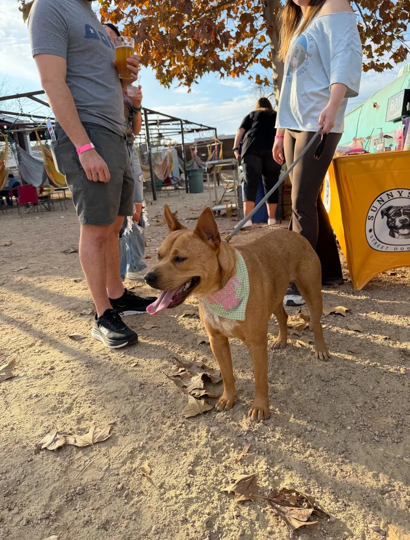 Blanca Marigold thumbnail 6