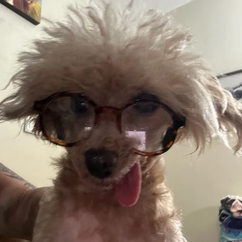 Dorothy Rags Hospicesanctuary