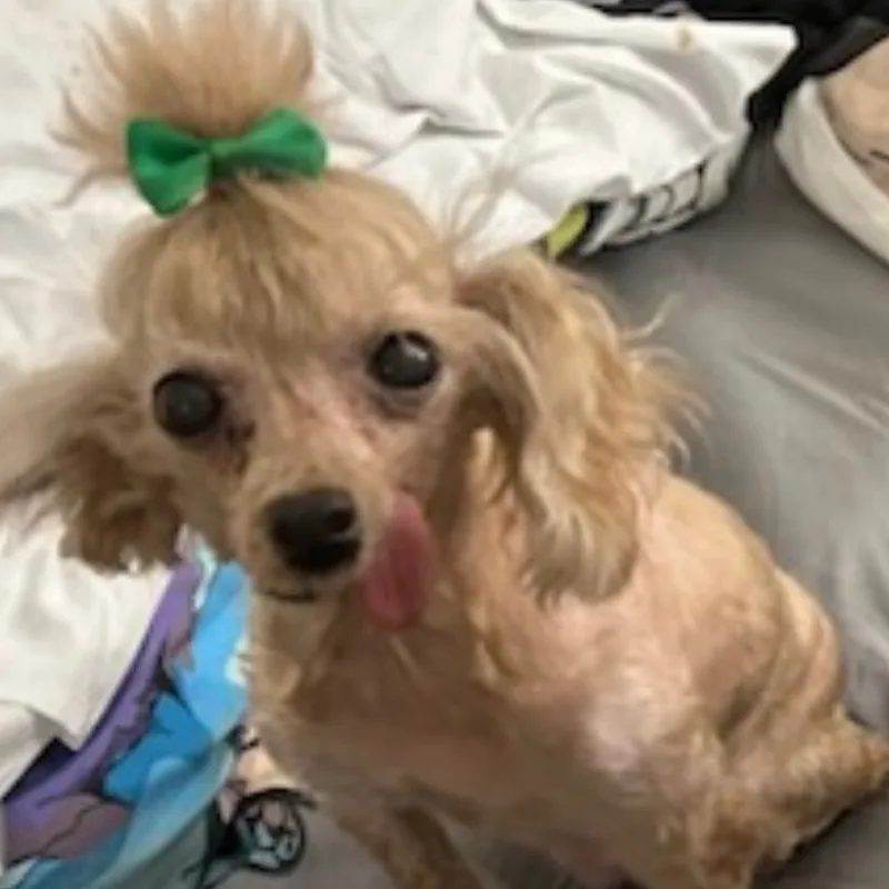 Dorothy Rags Hospicesanctuary thumbnail 2