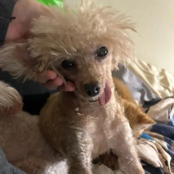 Dorothy Rags Hospicesanctuary thumbnail 3