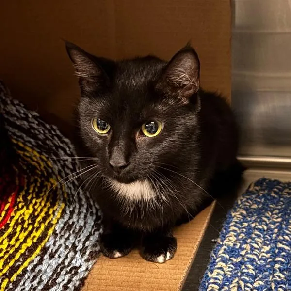 An adult medium-sized female Domestic Short Hair cat named Jamie for adoption in Des Moines, IA