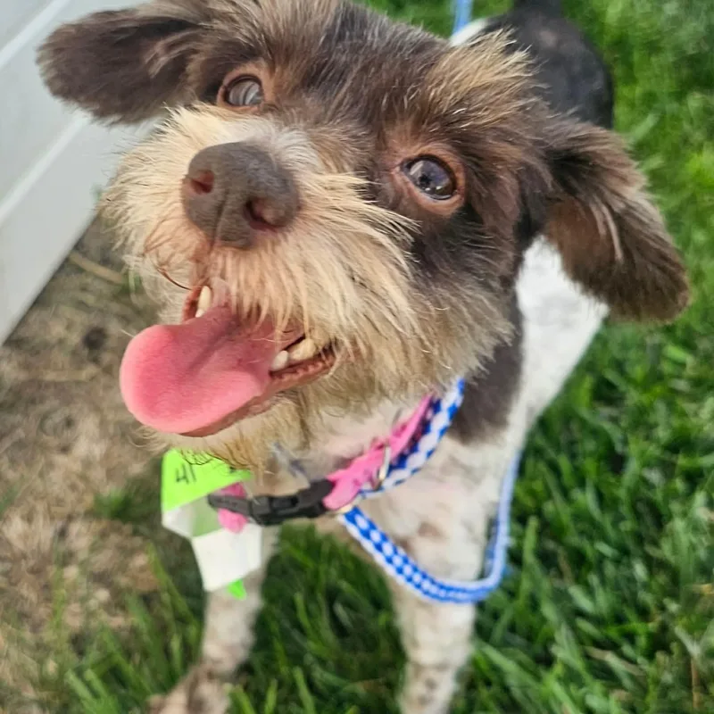 A young small-sized female Shih Tzu dog named Butter for adoption in Minooka, IL