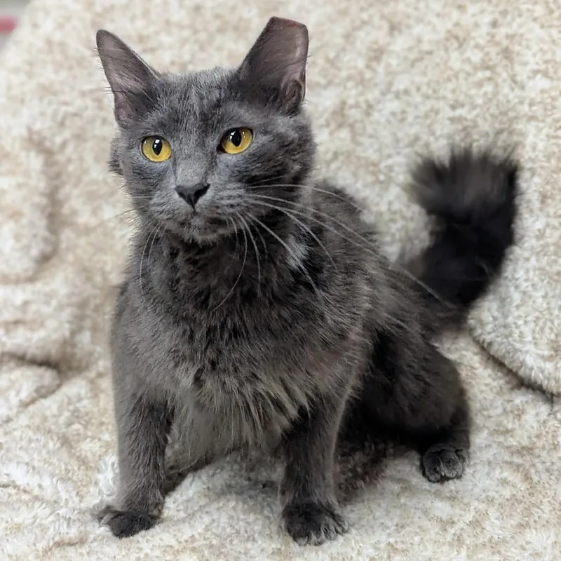 An adult medium-sized female Gray / Blue / Silver Russian Blue cat named Pandora for adoption in Brighton, MO