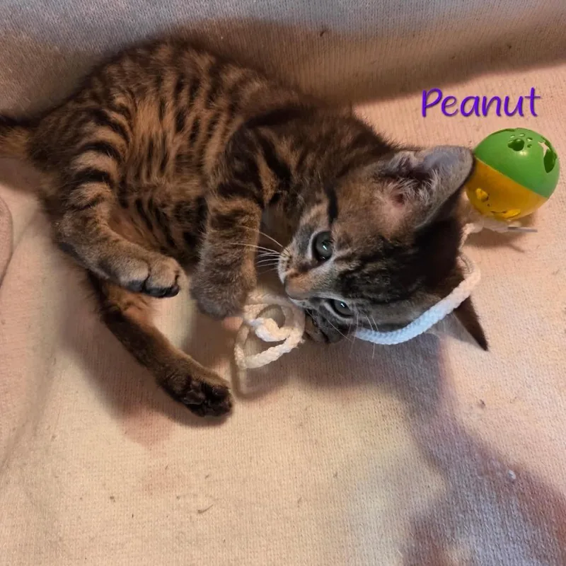 Peanut
