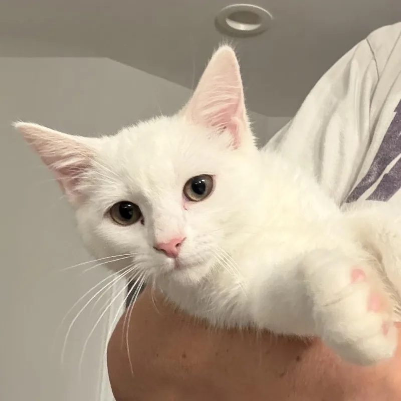 A baby small-sized female White Domestic Short Hair cat named Stevie DEAF in Stevensville for adoption in Alexandria, VA