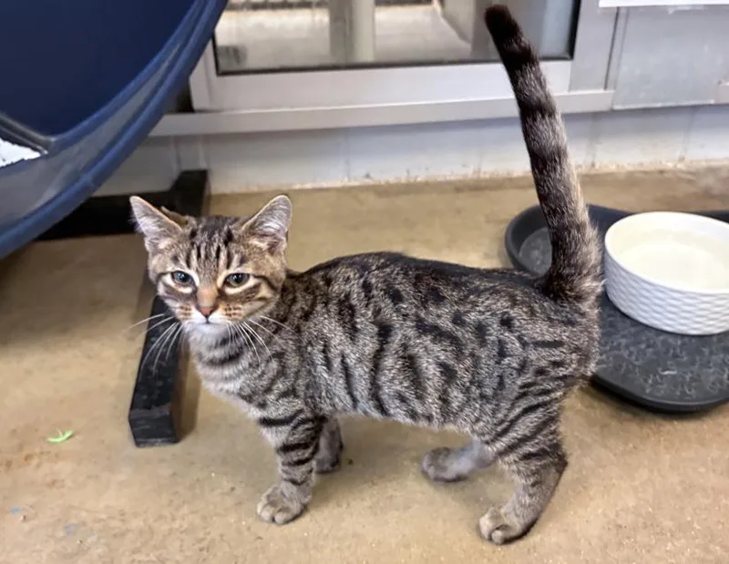 A baby small-sized male Tabby (Brown / Chocolate) Domestic Short Hair cat named Dakota for adoption in Columbus, IN