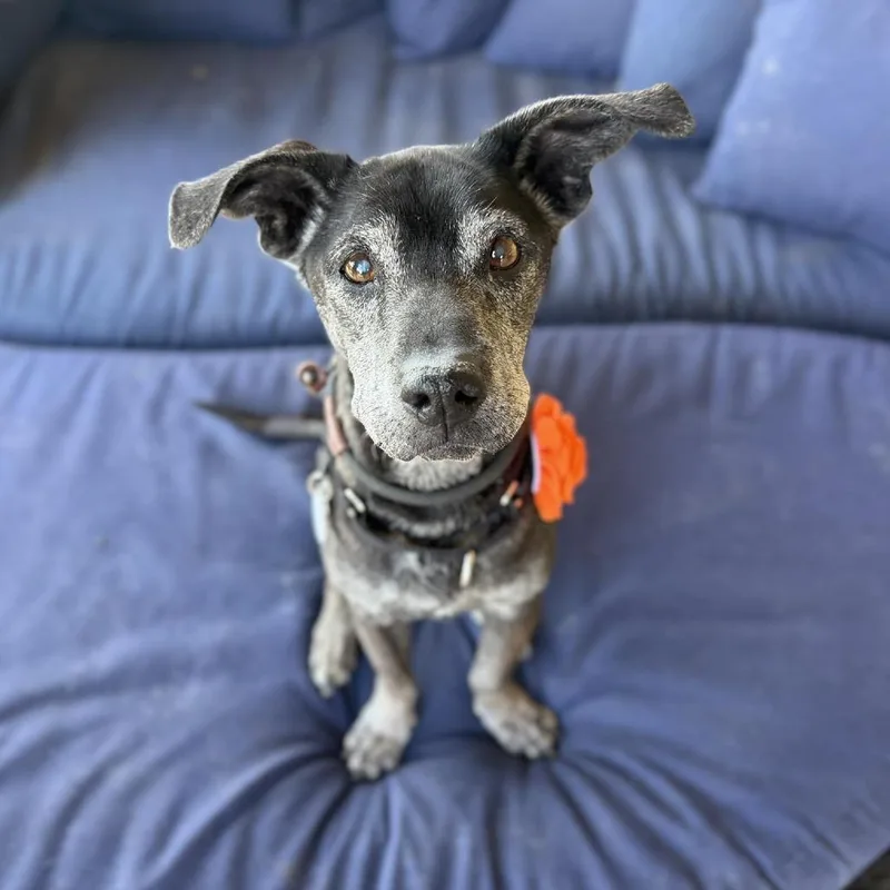 A senior small-sized female Black Labrador Retriever dog named Bitzy for adoption in Ramona, CA
