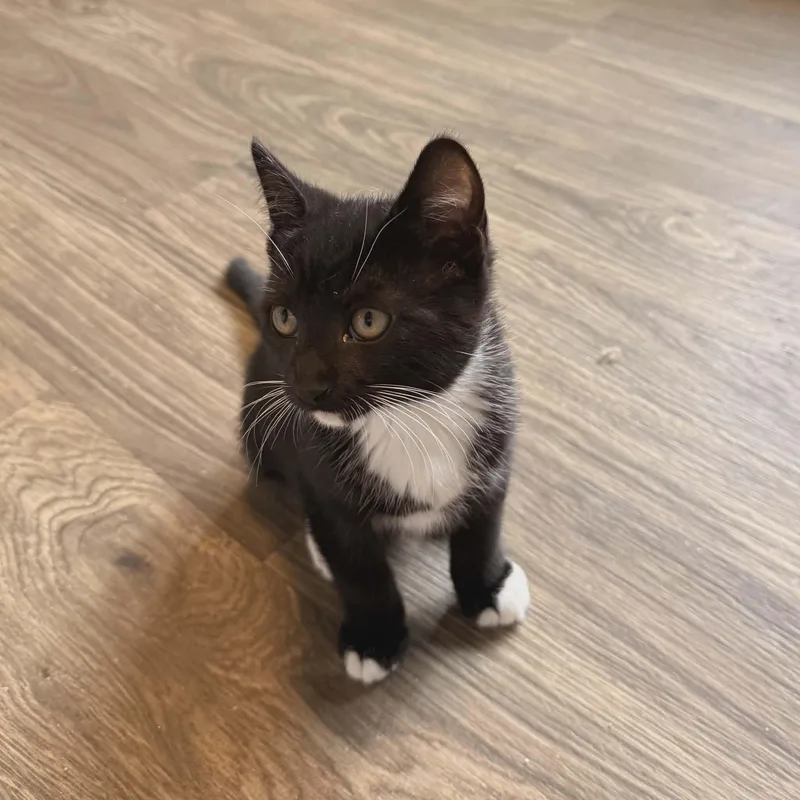 A baby small-sized male Black & White / Tuxedo Tuxedo cat named Macchiato for adoption in Gladstone, OR