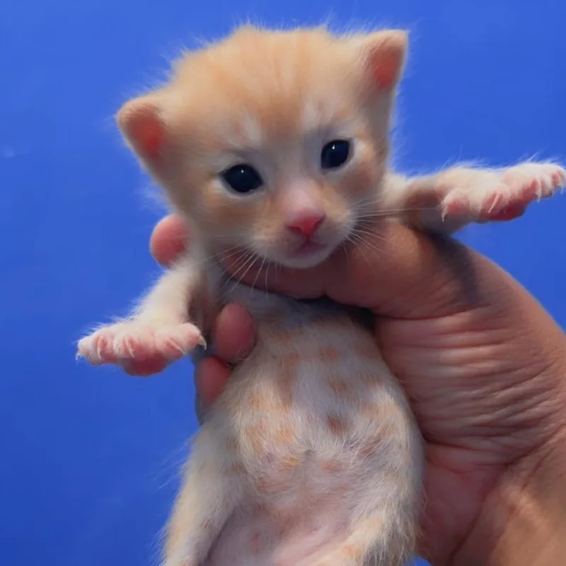 A baby small-sized male Orange / Red Domestic Short Hair cat named Jumba for adoption in San Pablo, CA