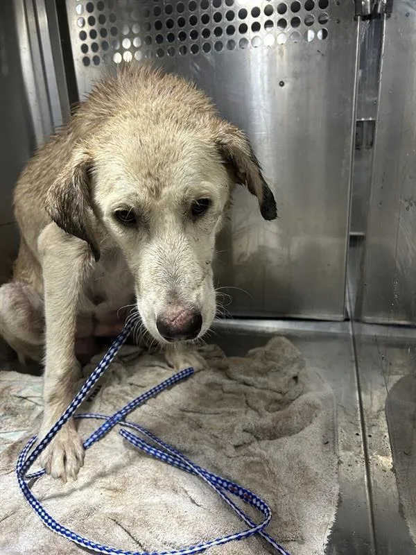 An adult large-sized female Labrador Retriever dog named Buffy for adoption in Austin, TX