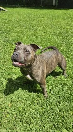 An adult medium-sized female Pit Bull Terrier dog named Bella for adoption in Scotia, NY