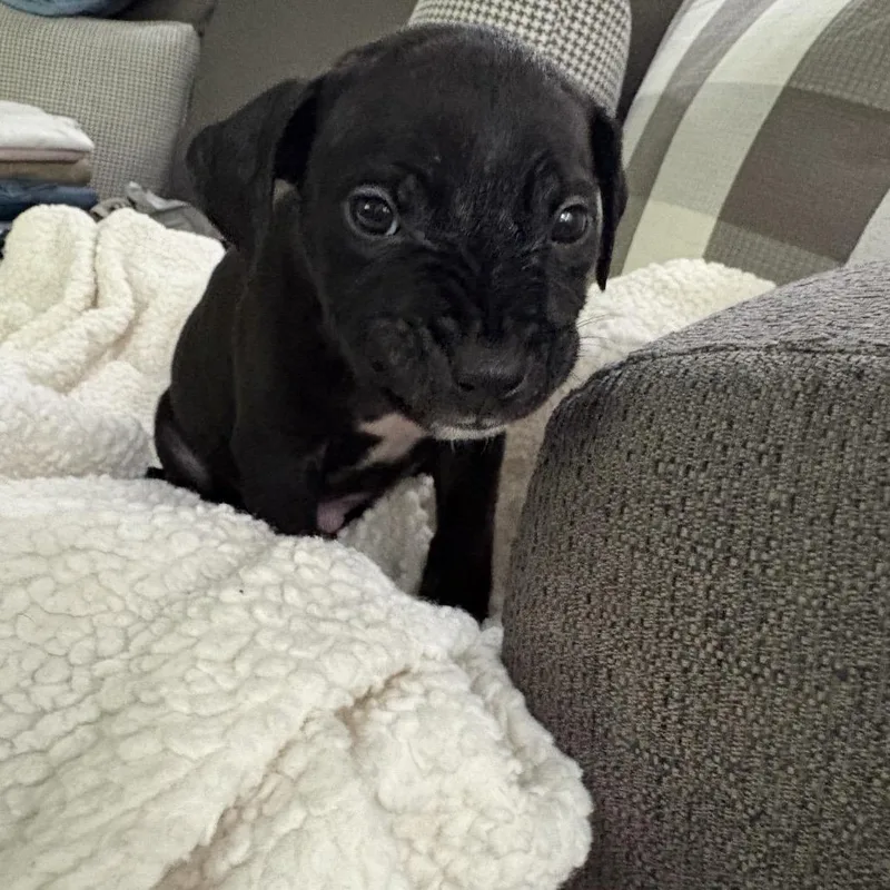 A baby small-sized male Black Pit Bull Terrier dog named Saul ~ Coming Soon!!! for adoption in Chicago, IL