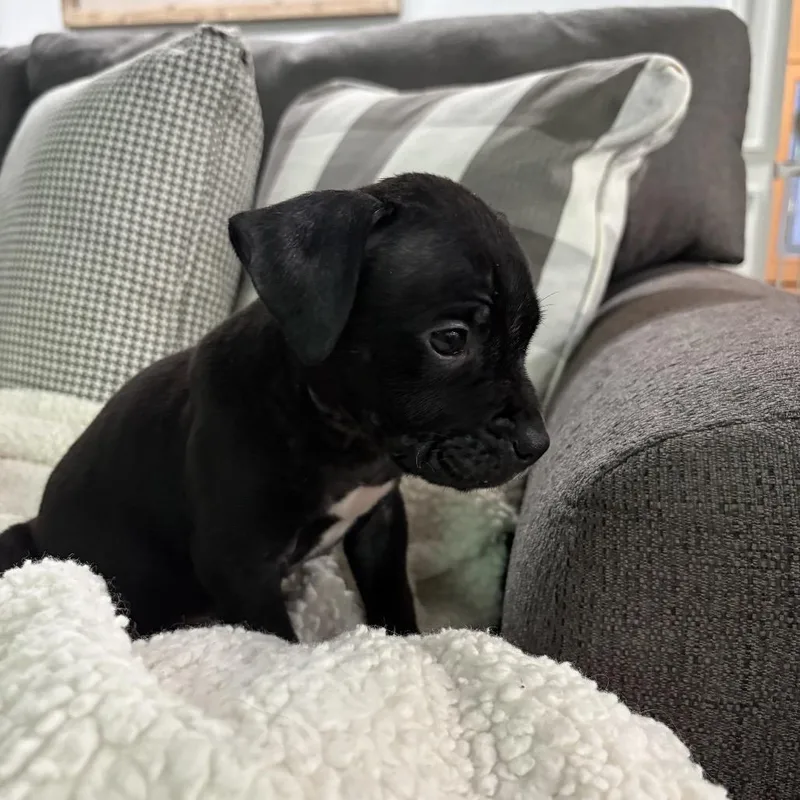 Saul ~ Coming Soon!!! thumbnail 2