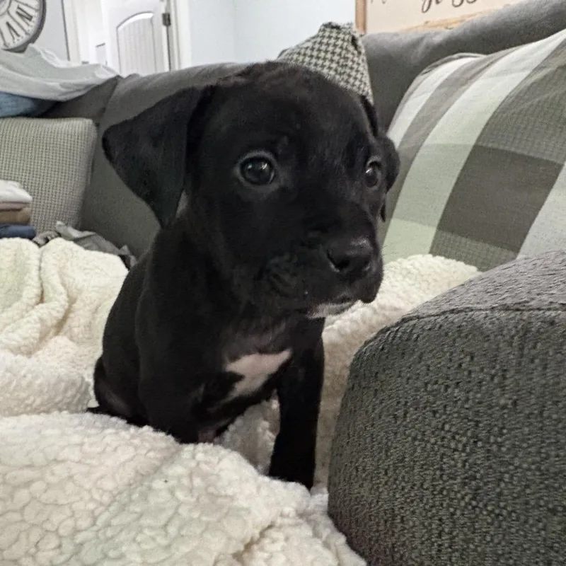 Saul ~ Coming Soon!!! thumbnail 3